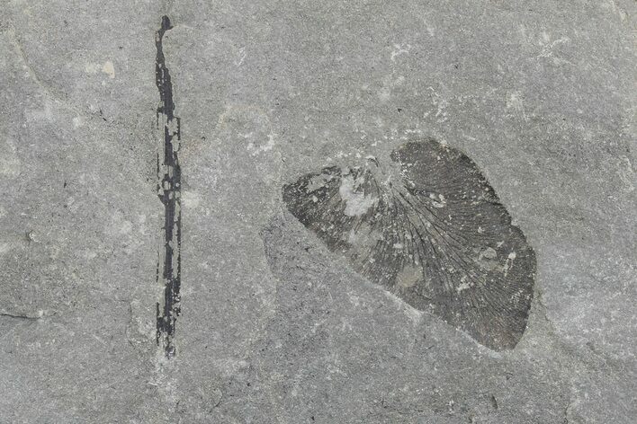 Pennsylvanian Fossil Fern (Macroneuropteris) Plate - Kentucky #181359